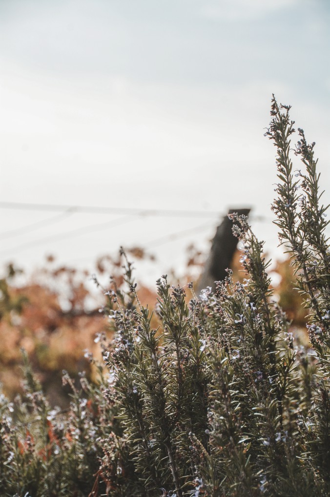 Mil hileras turismo 1