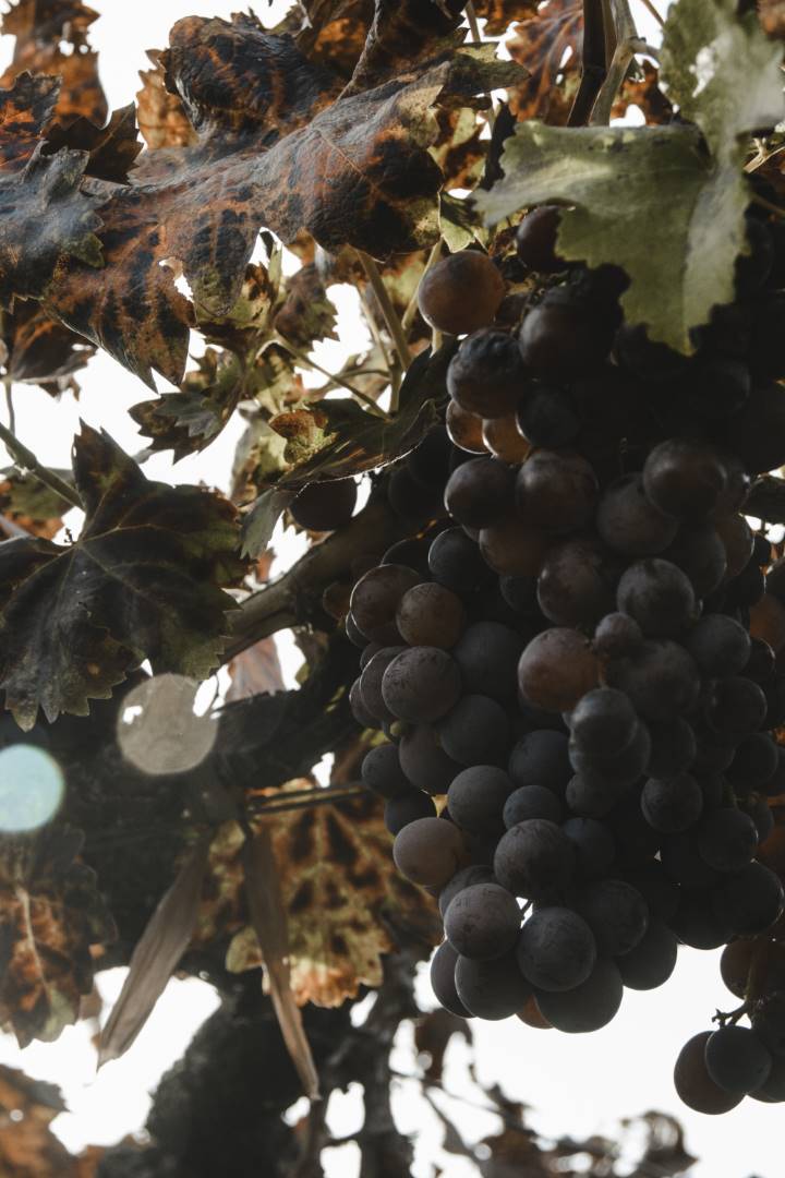 botella-mil-hileras (2)